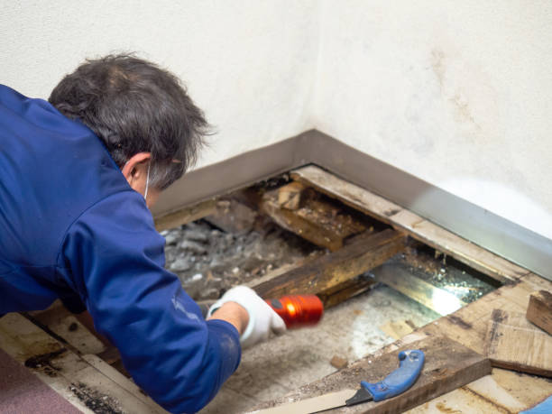 Best Office Mold Removal Services  in Wonder Lake, IL