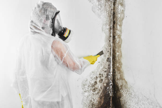 Best Commercial Mold Removal  in Wonder Lake, IL