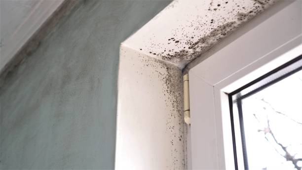 Best Local Mold Removal Service  in Wonder Lake, IL