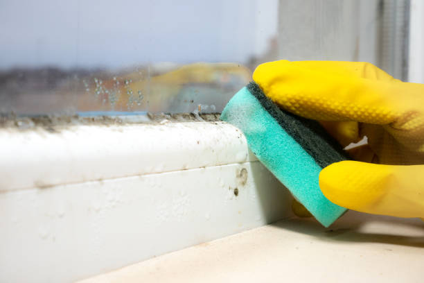 Reliable Wonder Lake, IL Mold Removal Solutions