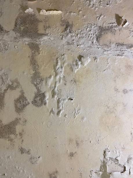 Best Professional Mold Removal  in Wonder Lake, IL