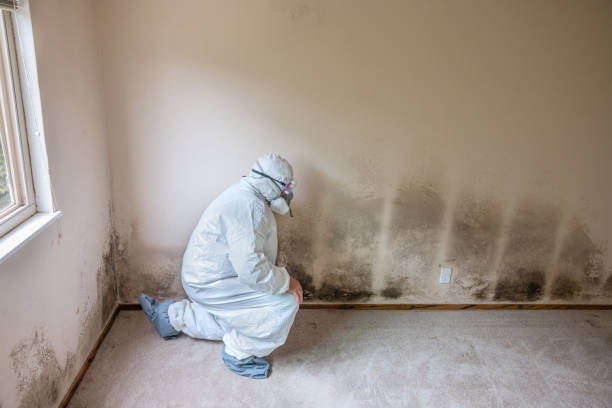 Best Mold Removal Near Me  in Wonder Lake, IL