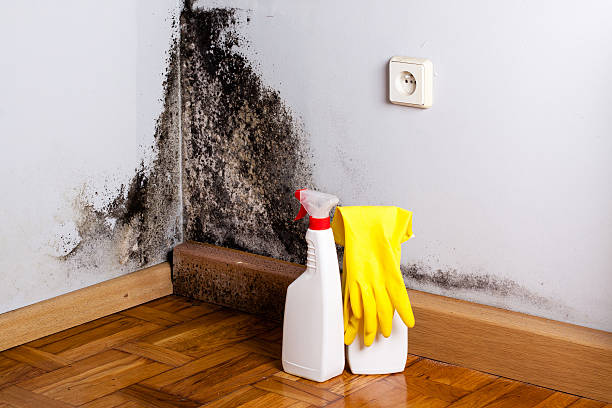 Best Mold Removal Near Me  in Wonder Lake, IL