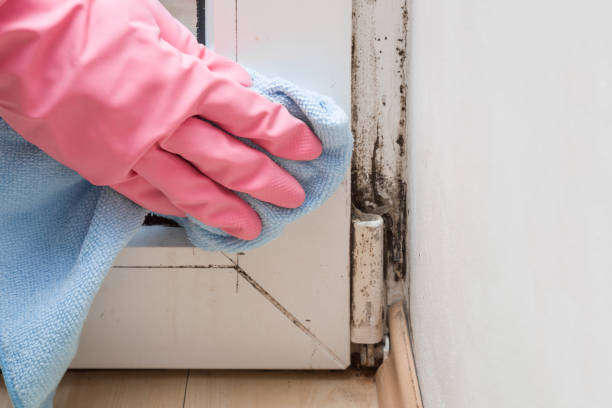 Best Toxic Mold Removal  in Wonder Lake, IL