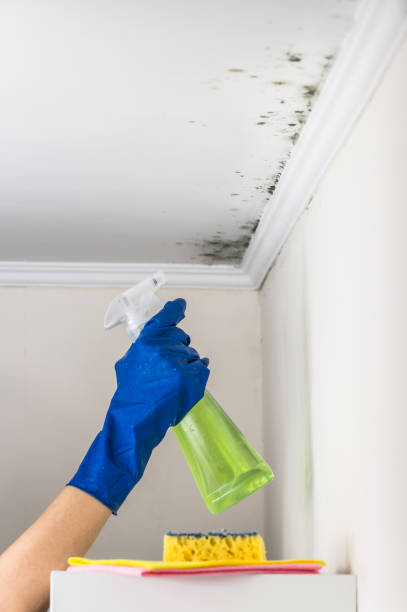 Best Black Mold Removal  in Wonder Lake, IL